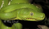 Morelia viridis