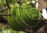 Morelia viridis