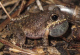 Litoria inermis