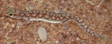Rhyncoedura ormsbyi