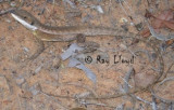Lophagnathus gilberti
