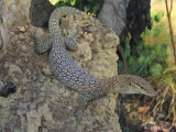 Varanus tristis