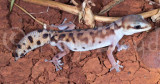 Diplodactylus mitchelli