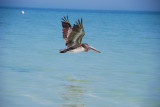 Pelican-Holbox Mexico
