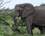 Elephant knocking down tree for bark