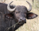 Cape buffalo
