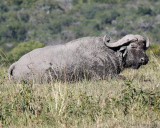 Aged cape buffalo at Hluhluwe Imfolozi