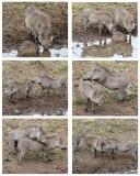 Warthog love