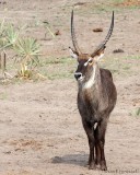 Waterbuck stag