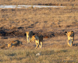 Lionesses at Chobe