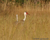 Wattled crane