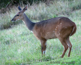 Bushbuck doe