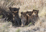 Lioness with cubs