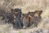 Lioness with cubs 2