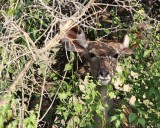 Female kudu in bush
