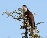 Burchells coucal
