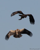 Eagles fighting over remains of genet