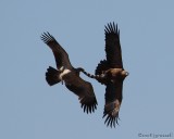 Eagles fighting over remains of genet 2