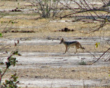 Black-backed jackal