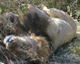 Male rests after eating