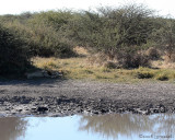 First sight of lions at waterhole