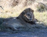 Male and one lioness