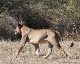 Lioness charges into bush