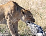 Lioness suffocating zebra