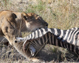 Lioness drags zebra into partial shade