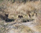 Lioness returns with cubs