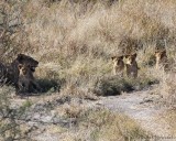 A total of four cubs