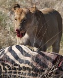 Second lioness feeds
