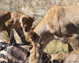 Mother claws entrails for cubs