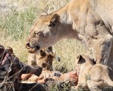 Mother and cubs with entrails