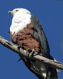 African fish eagle