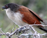 Burchells coucal