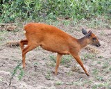 Red duiker