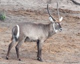Waterbuck stag