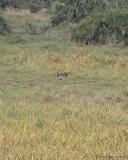 Bushbuck in distance