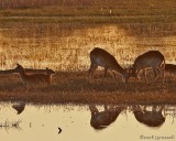 Lechwe stags contesting at dusk