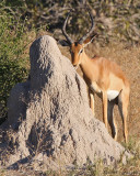Impala licking minerals from termite mound