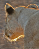 Older cub at Chobe backlit