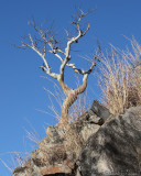 Paper bark tree on rocky outcrop