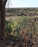 Looking down on Savute marsh