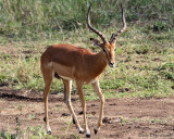 Impala stag