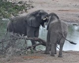 Elephants contending