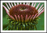 Opening Echinacea (macro)
