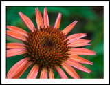 Echinacea--variety Sunrise