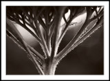 Yarrow Stems