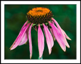 Fading Echinacea